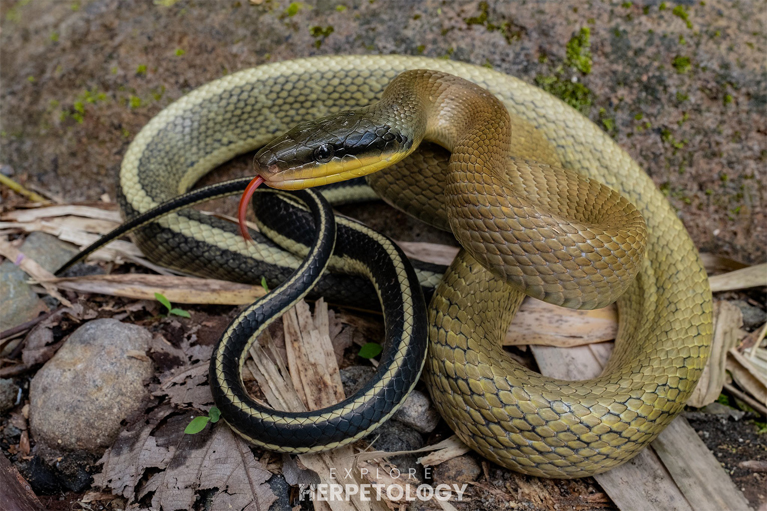 Sumatran cave racer (Elaphe taeniura grabowskyi)