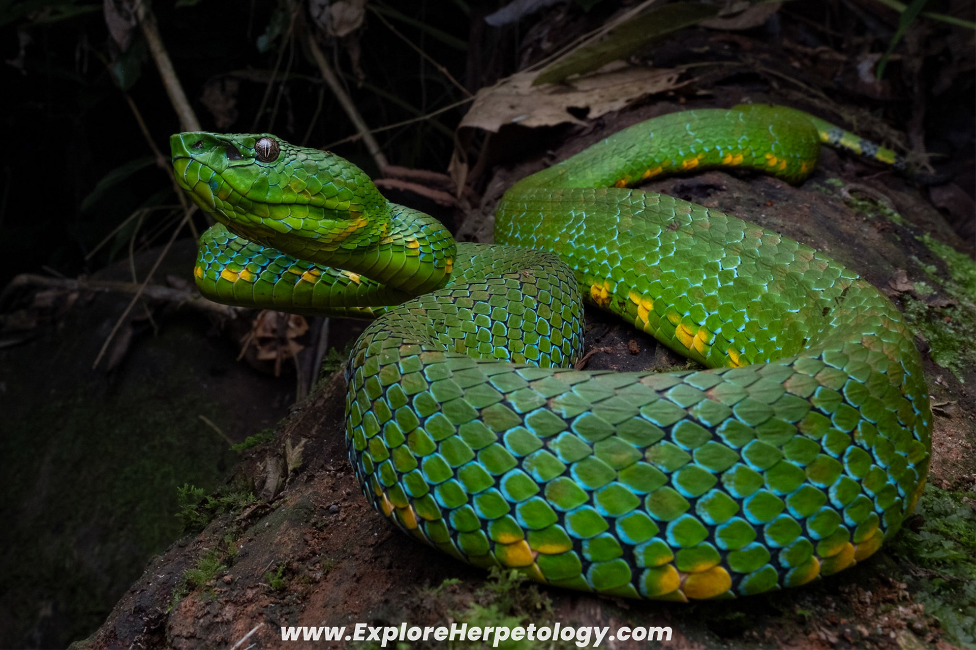 Adult female Mindanao/Philippine pit viper (Trimeresurus cf. flavomaculatus).