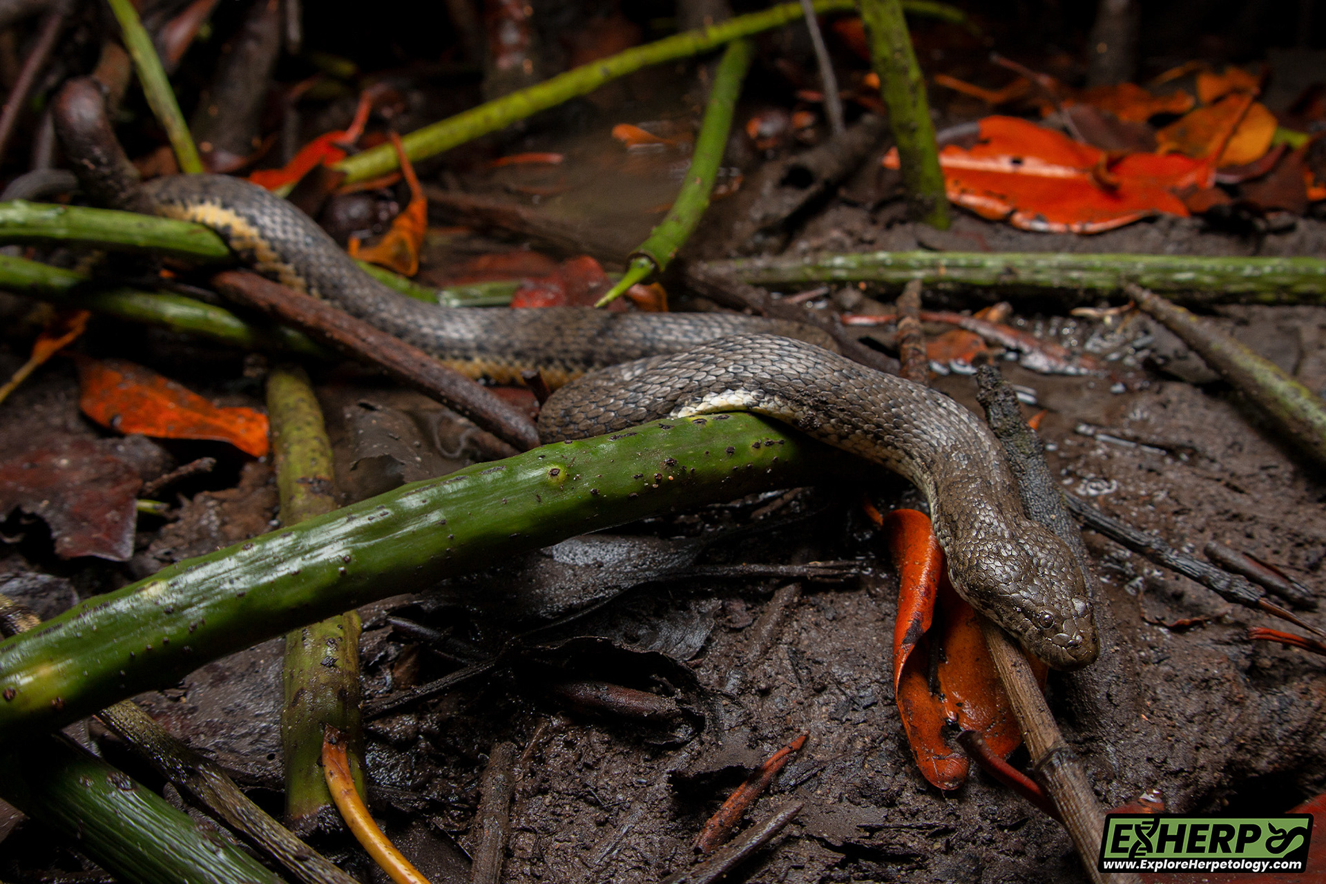 Dog-faced water snake (Cerberus schneiderii).