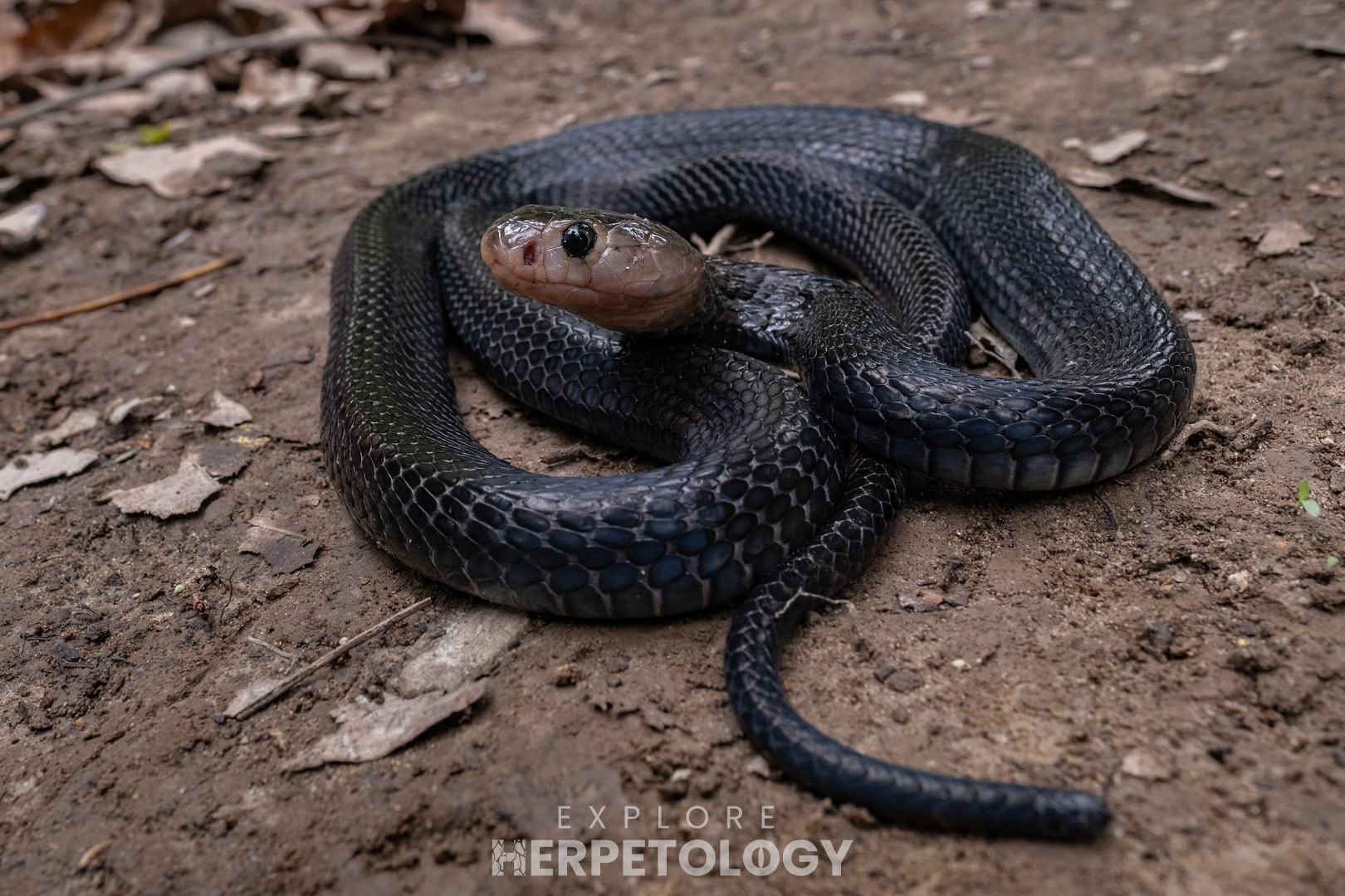 Naja sumatrana.