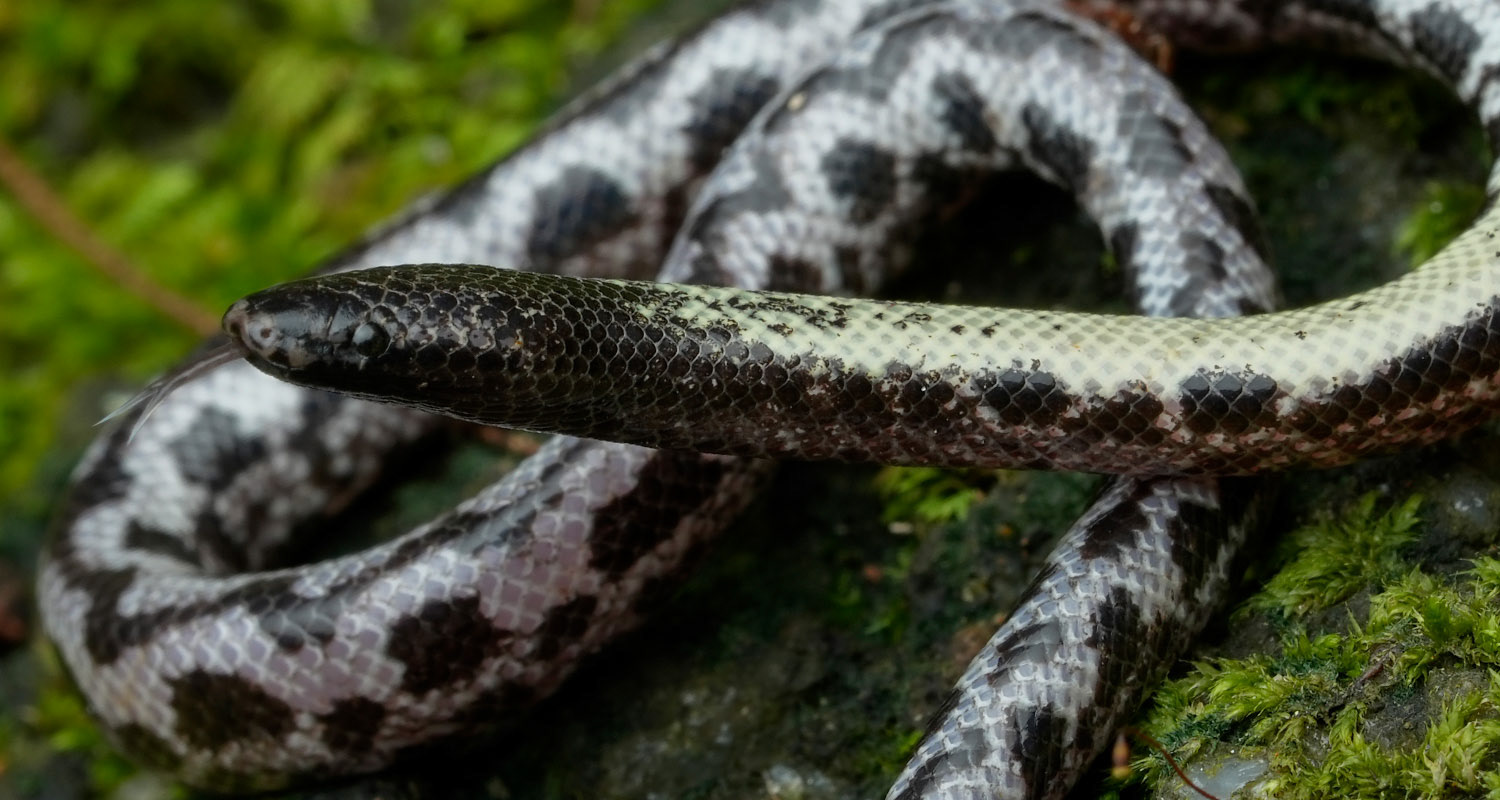 The extremely rare Malaysian endemic Schaefer's spine-jawed snake (Xenophidion schaeferi).