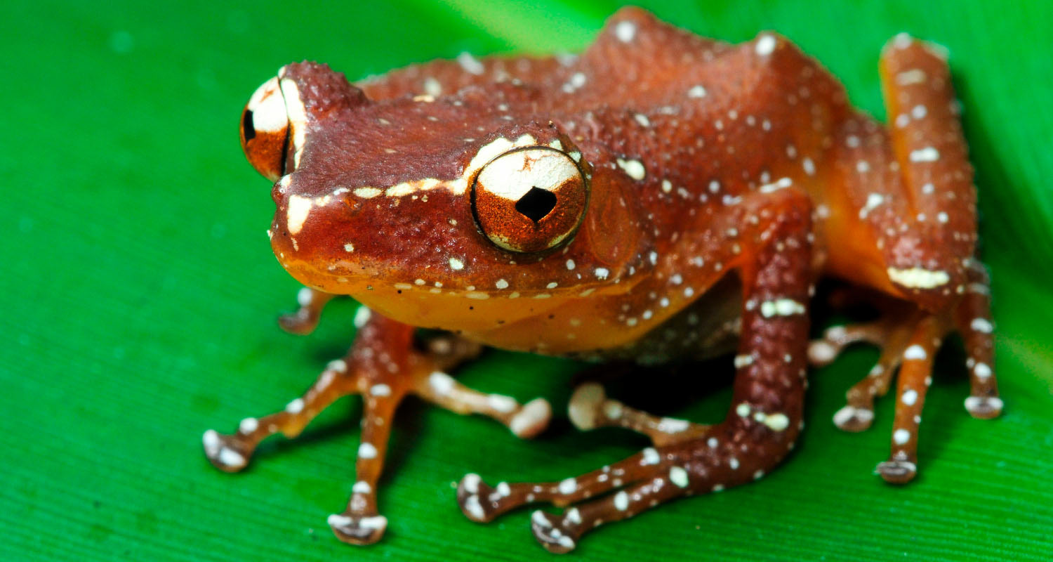 Cinnamon frog (Nyctixalus pictus)