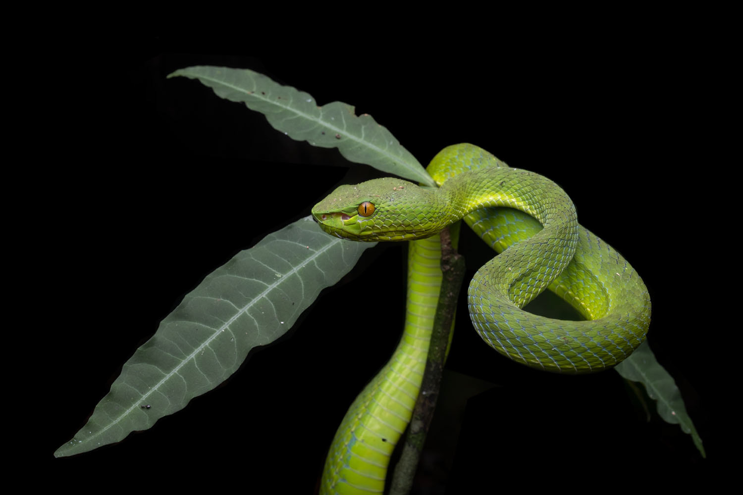 Sabah pit viper (Trimeresurus sabahi fucatus)