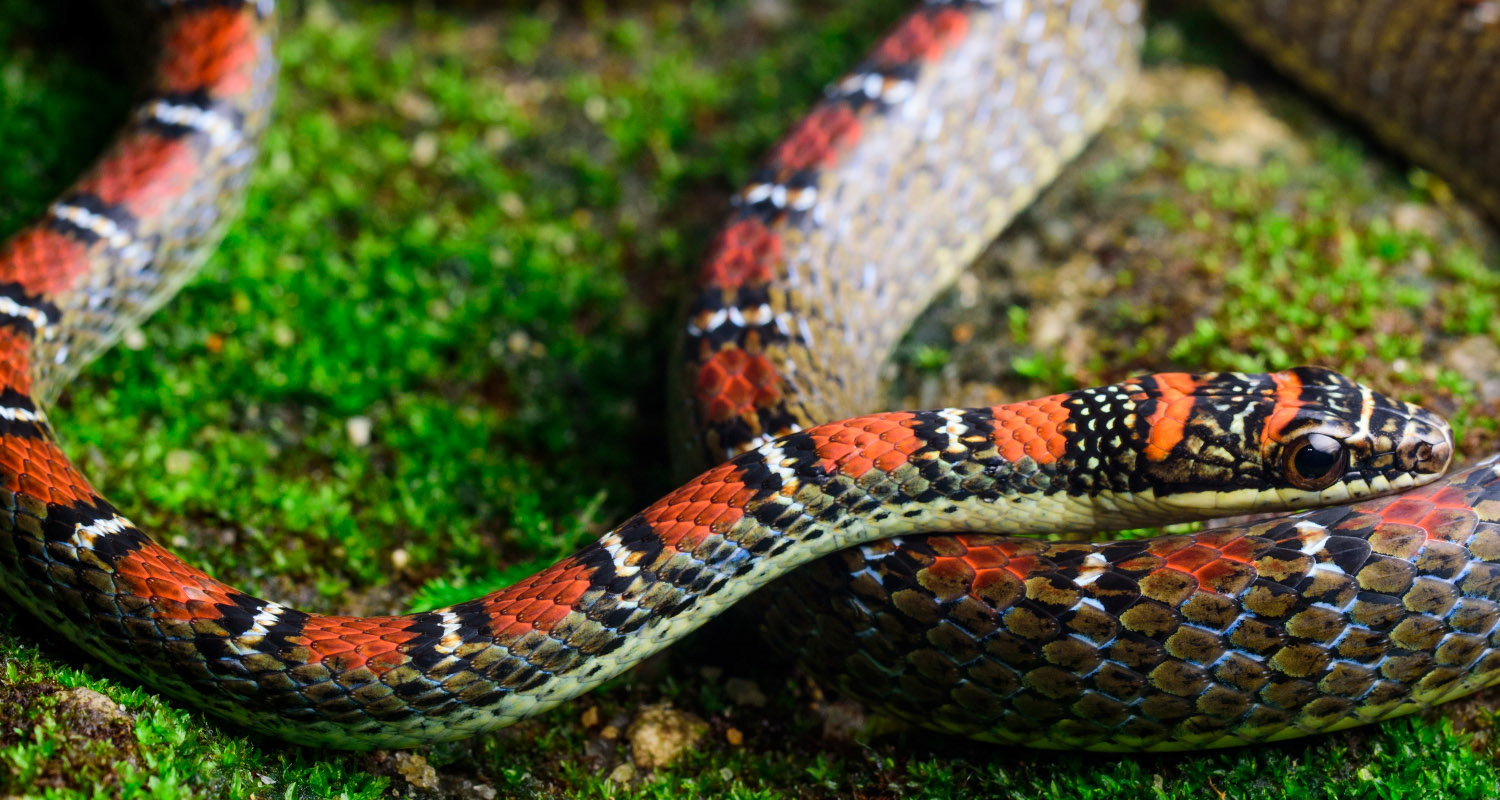 Twin-barred flying snake (Chrysopelea pelias).