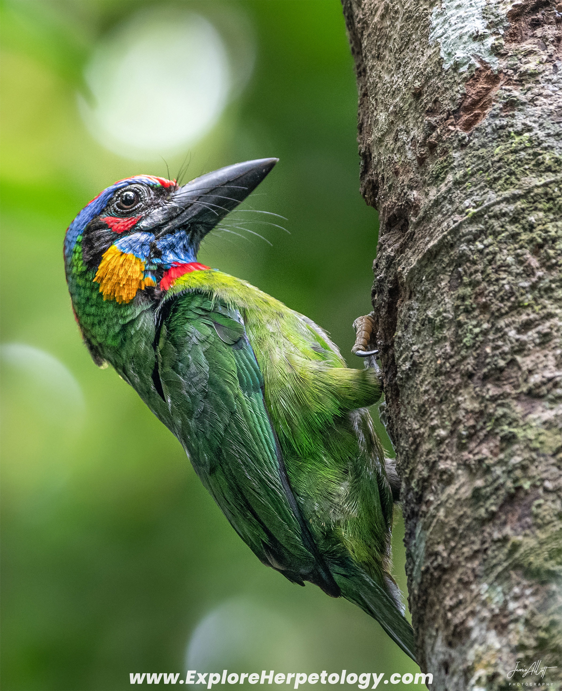 Red-crowned barbet.