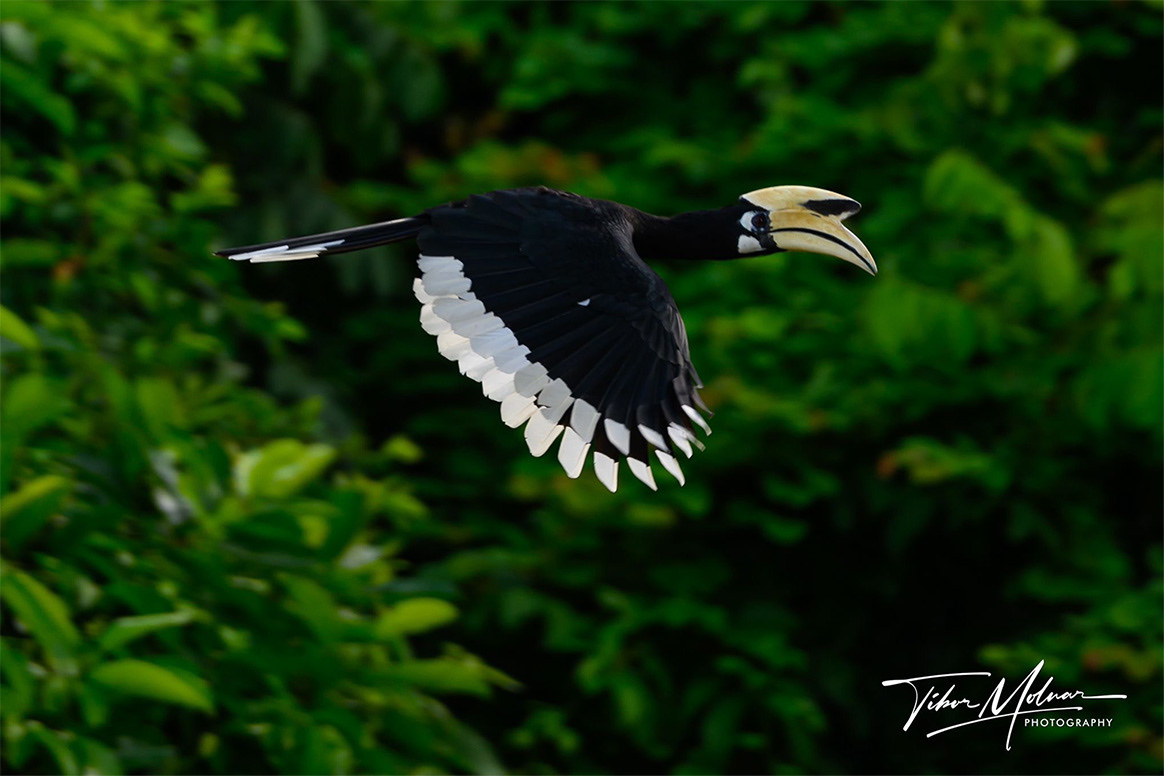 Oriental pied hornbill.