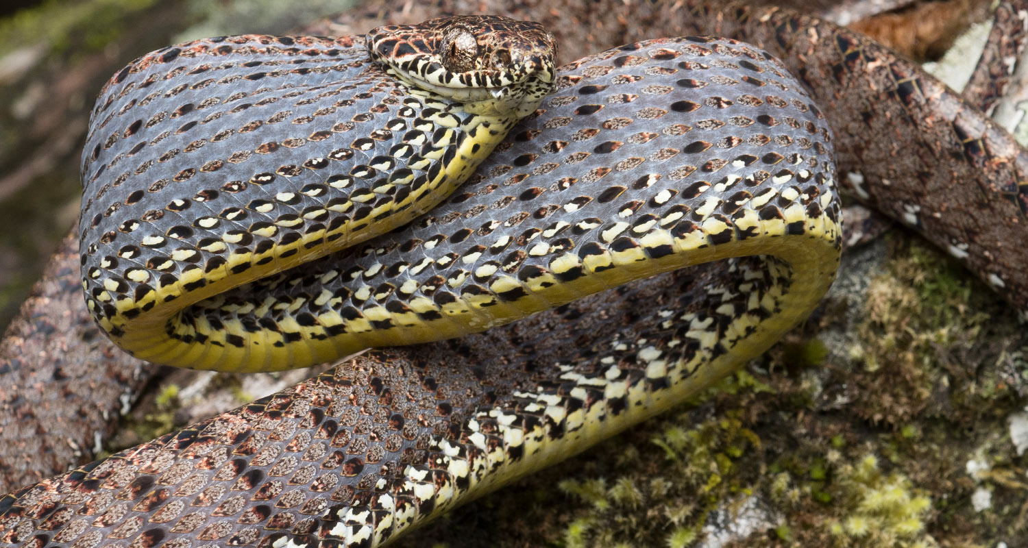 Jasper cat snake (Boiga jaspidea).