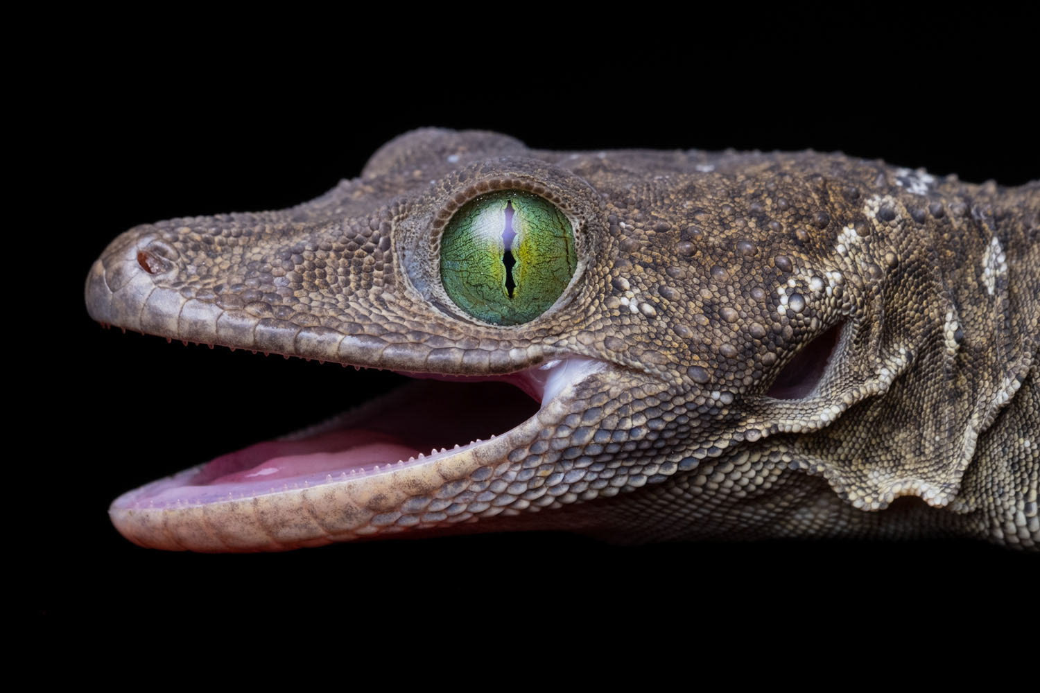 Smith's green-eyed gecko (Gekko smithii)