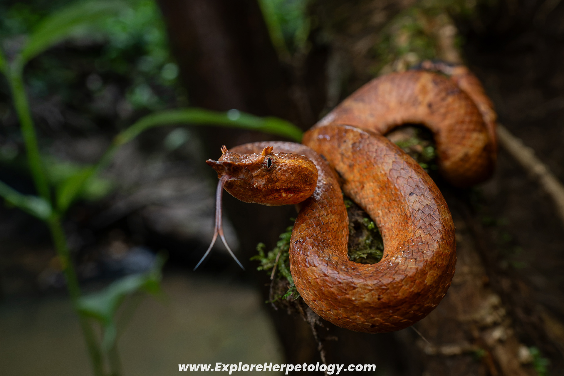 Brongersma's leaf-nosed pit viper (Craspedocephalus brongersmai).