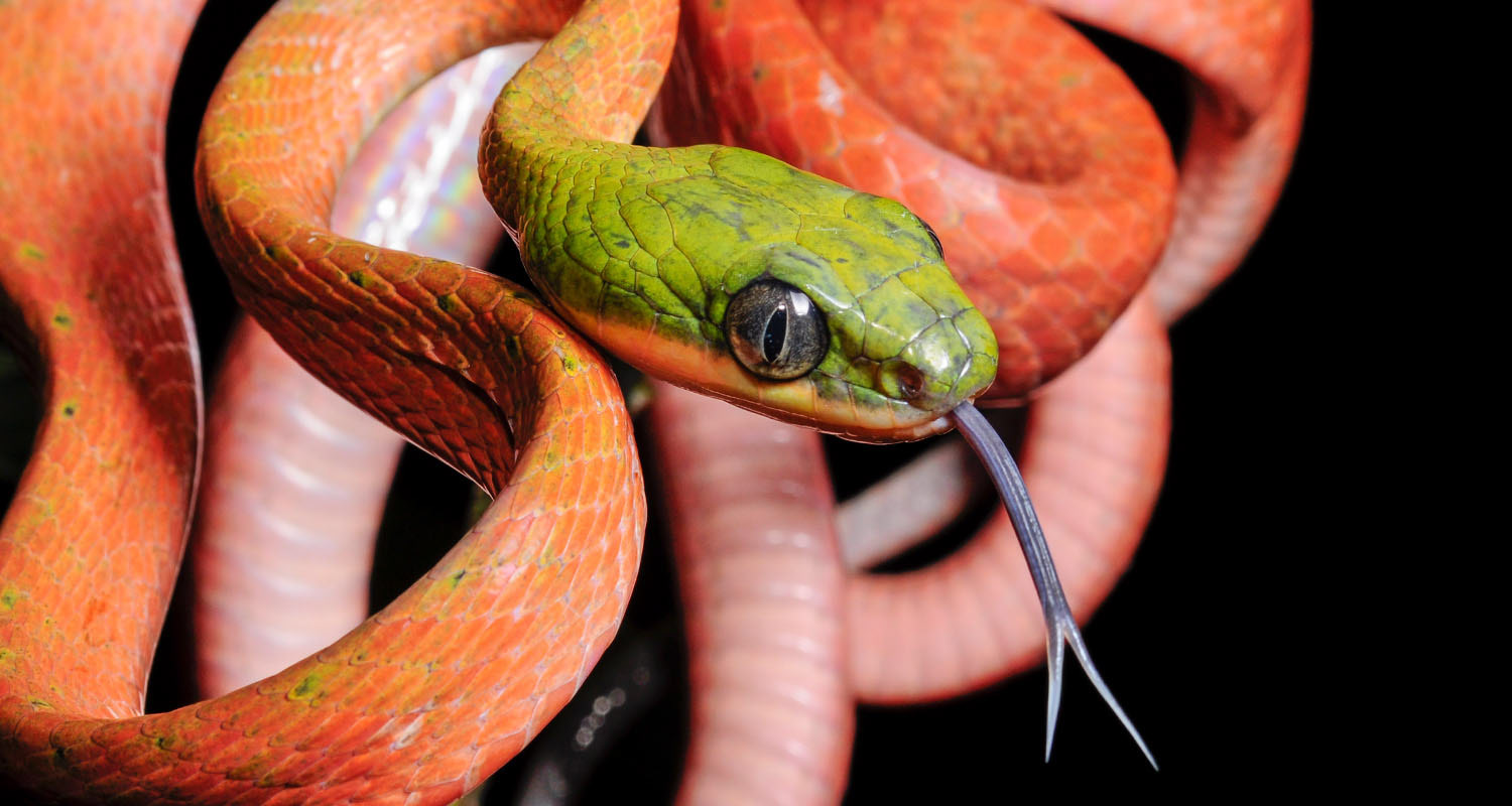 Dark-headed cat snake (Boiga nigriceps).