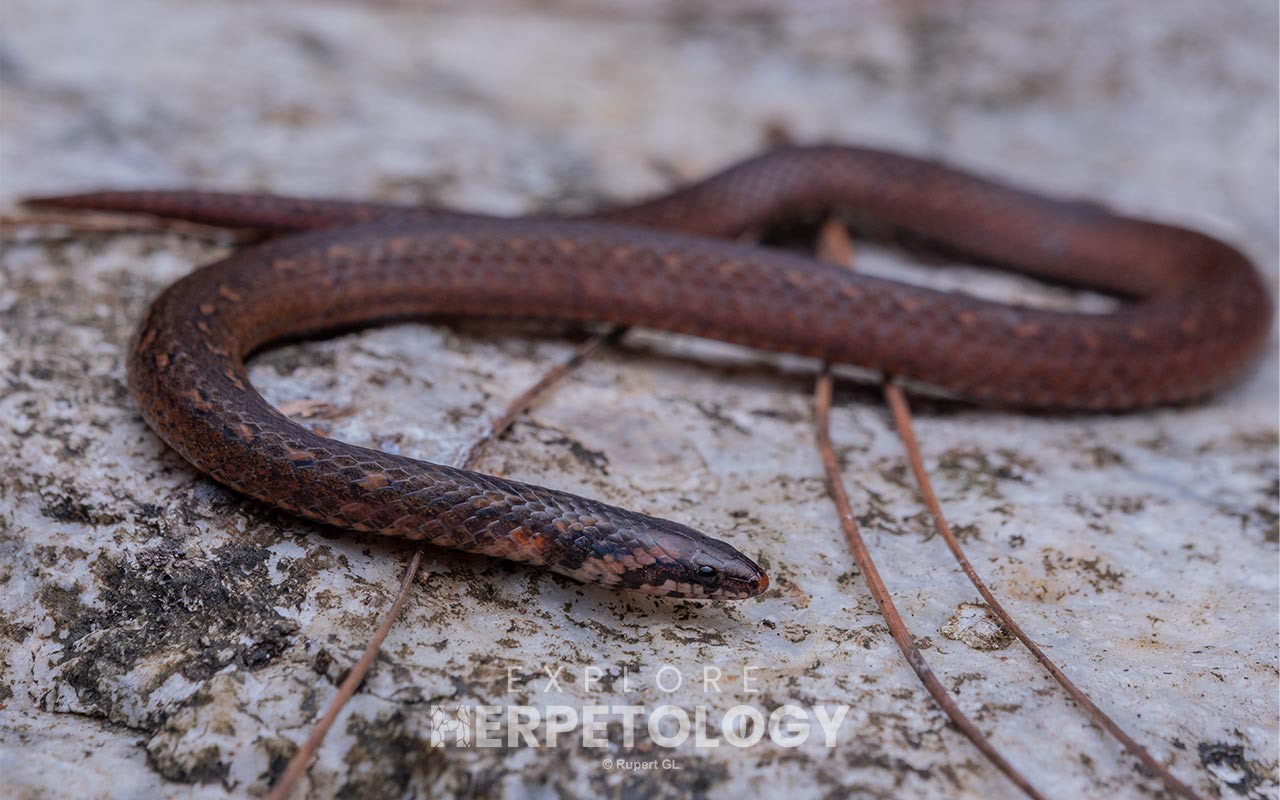 Chan-ard's reed snake (Macrocalamus chanardi)