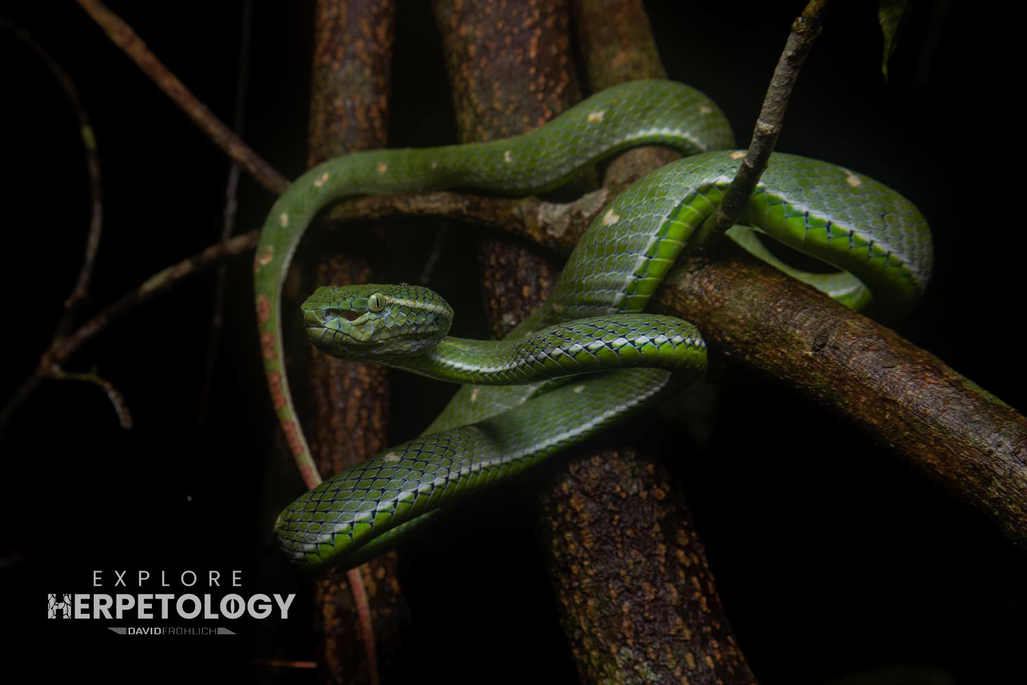 The same adult male Hagen's pit-viper (Trimeresurus hageni)