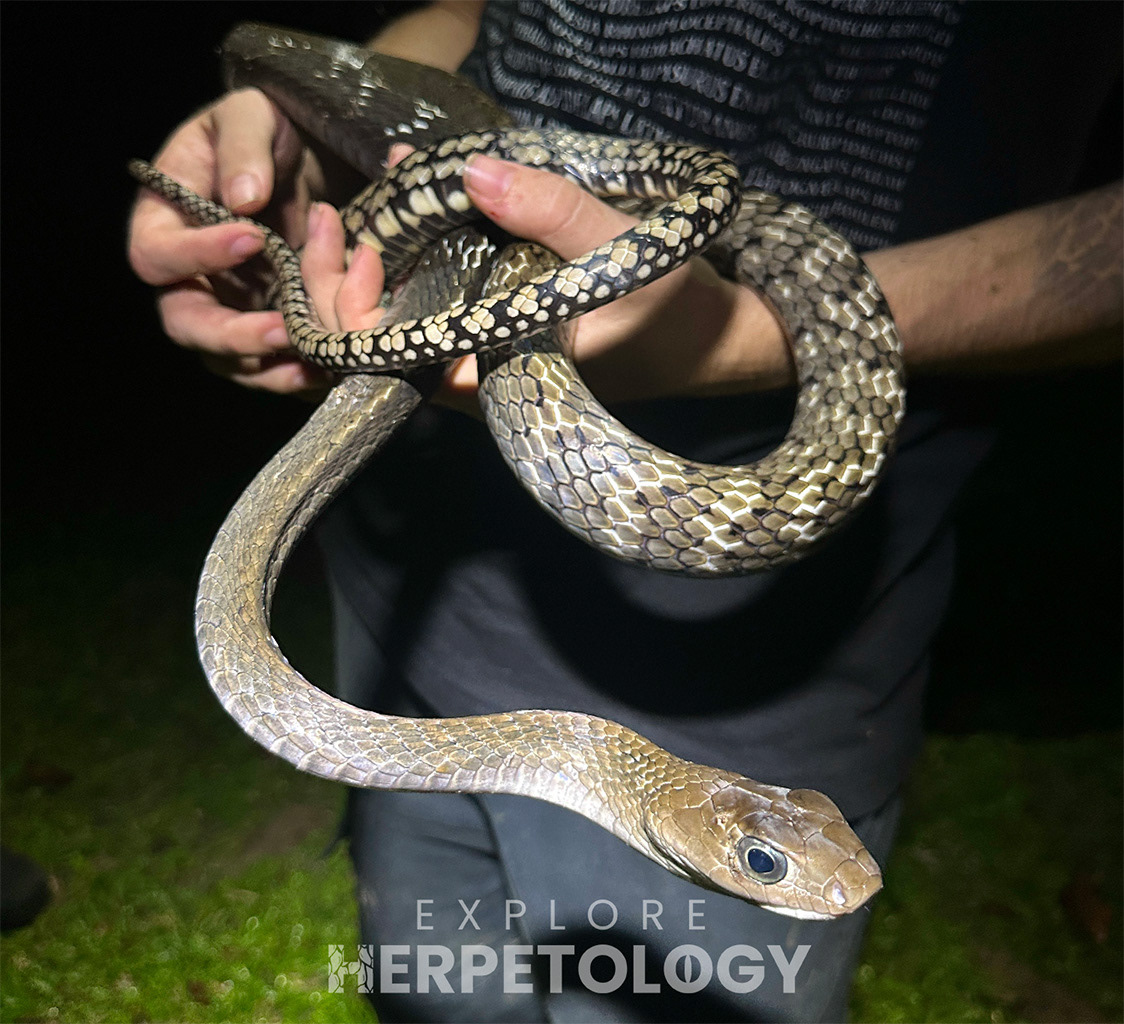 Keeled rat snake (Ptyas carinata).