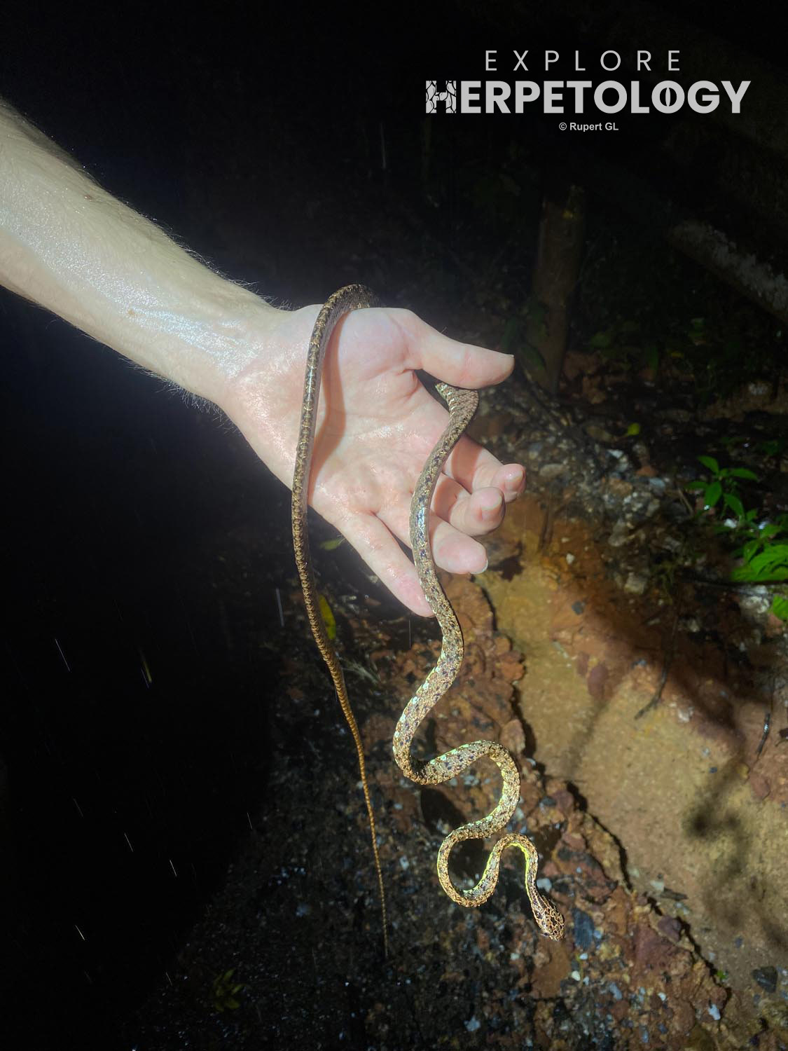 Jasper cat snake (Boiga jaspidea)