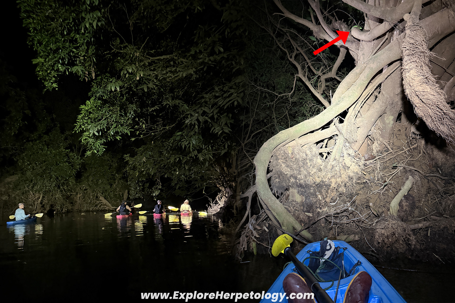 Trimeresurus cf. macrops in-situ.