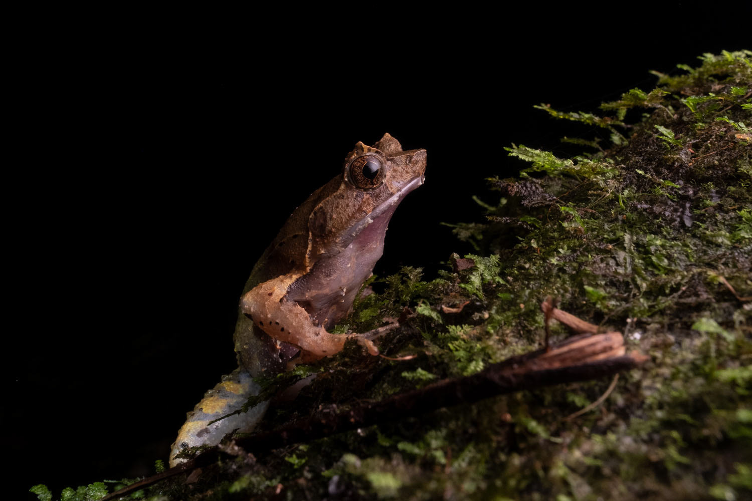 Perak horned toad (Xenophrys aceras)