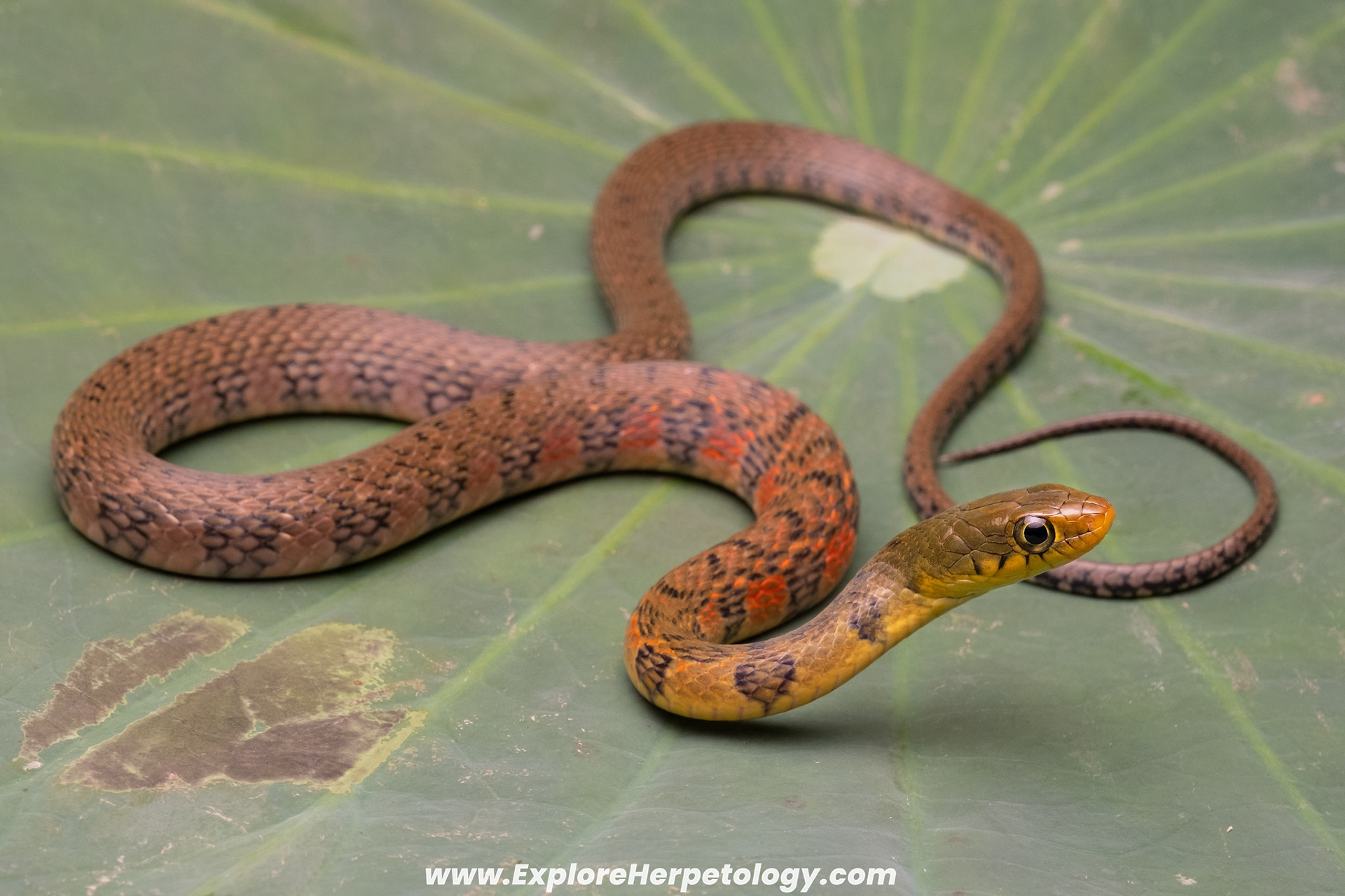 Triangle keelback (Xenochrophis trianguligerus).