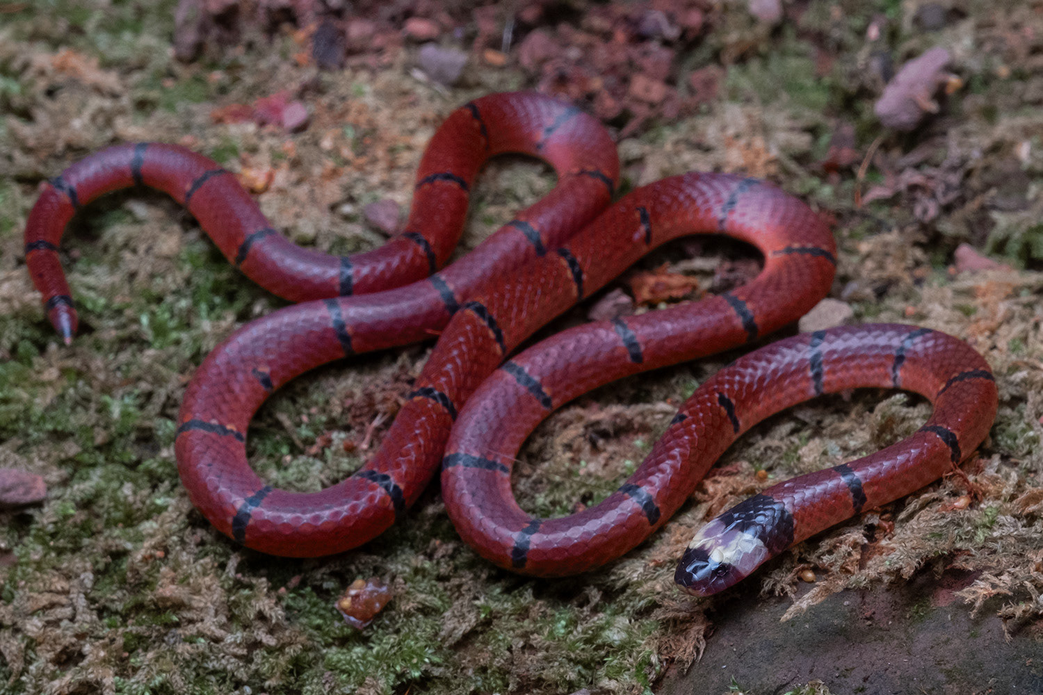 Macclelland's coral snake (Sinomicrurus macclellandi).