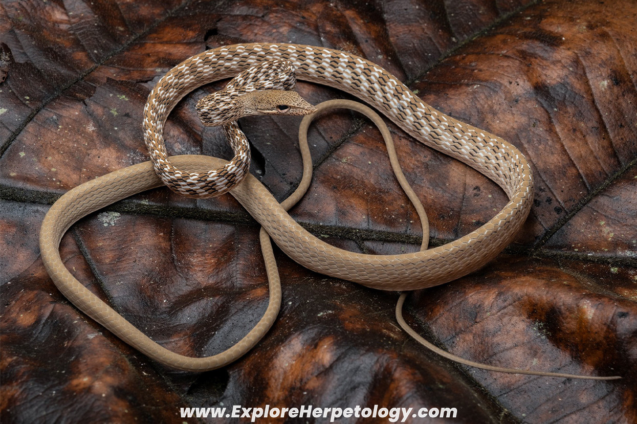 Speckle-headed vine snake (Ahaetulla fasciolata).