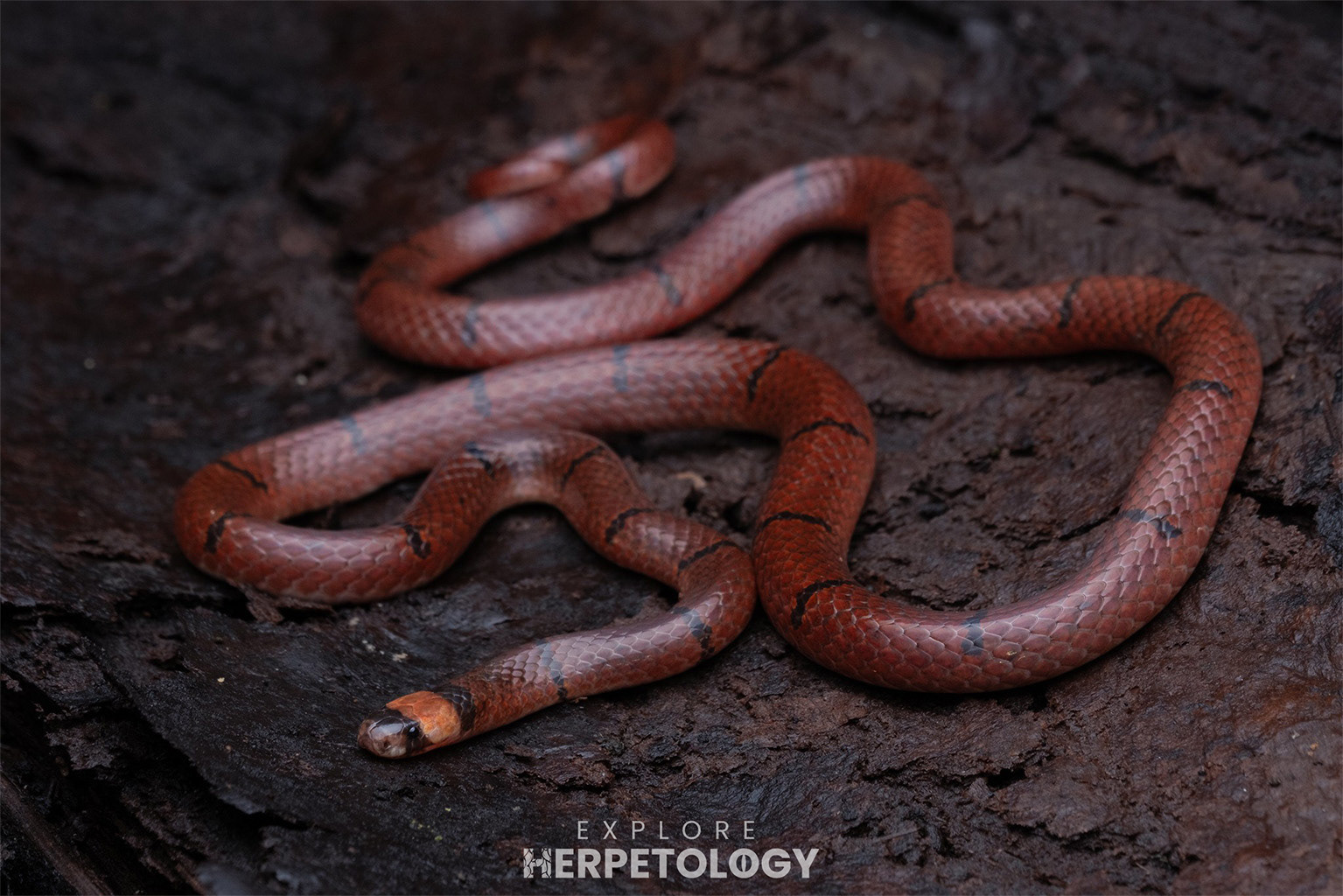 Macclelland's coral snake (Sinomicrurus macclellandi)