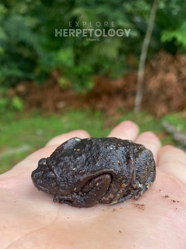 Wide-disked bullfrog (Kaloula latidisca)