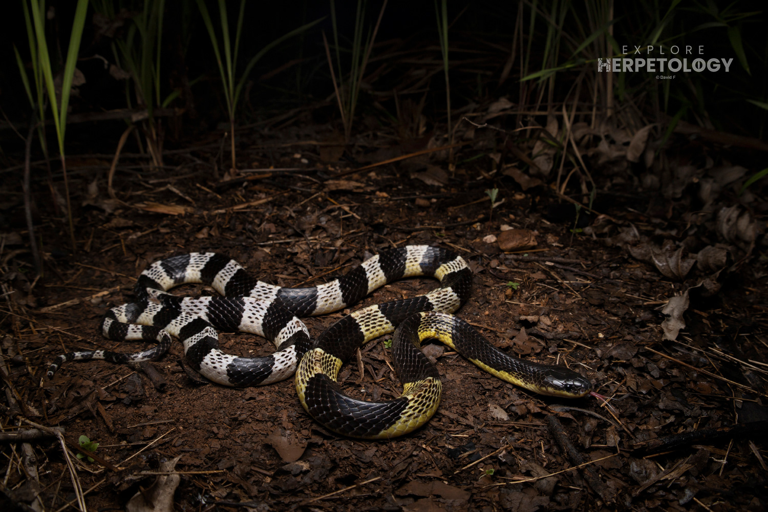 Malayan krait (Bungarus candidus).
