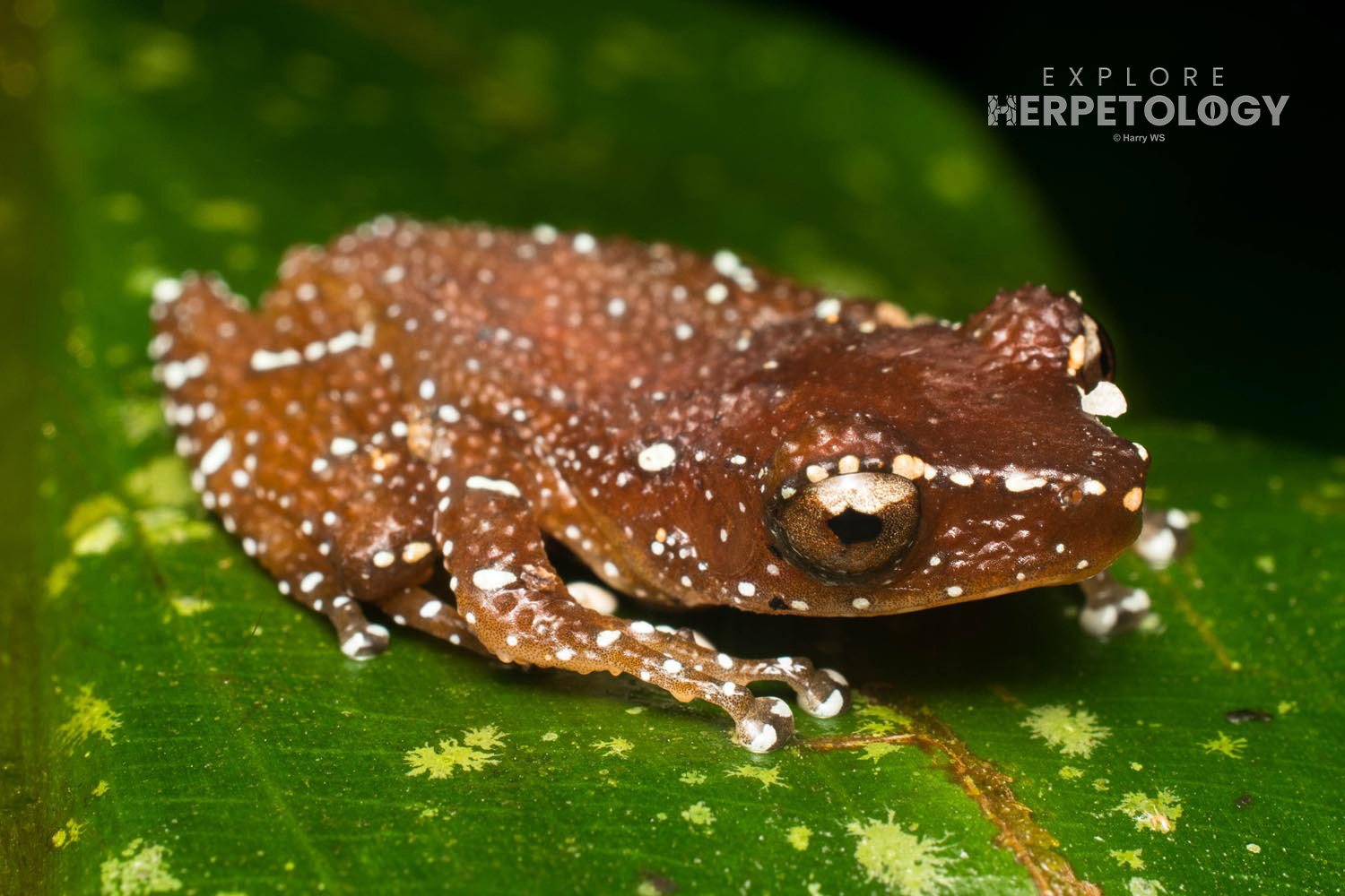Cinnamon frog (Nyctixalus pictus)
