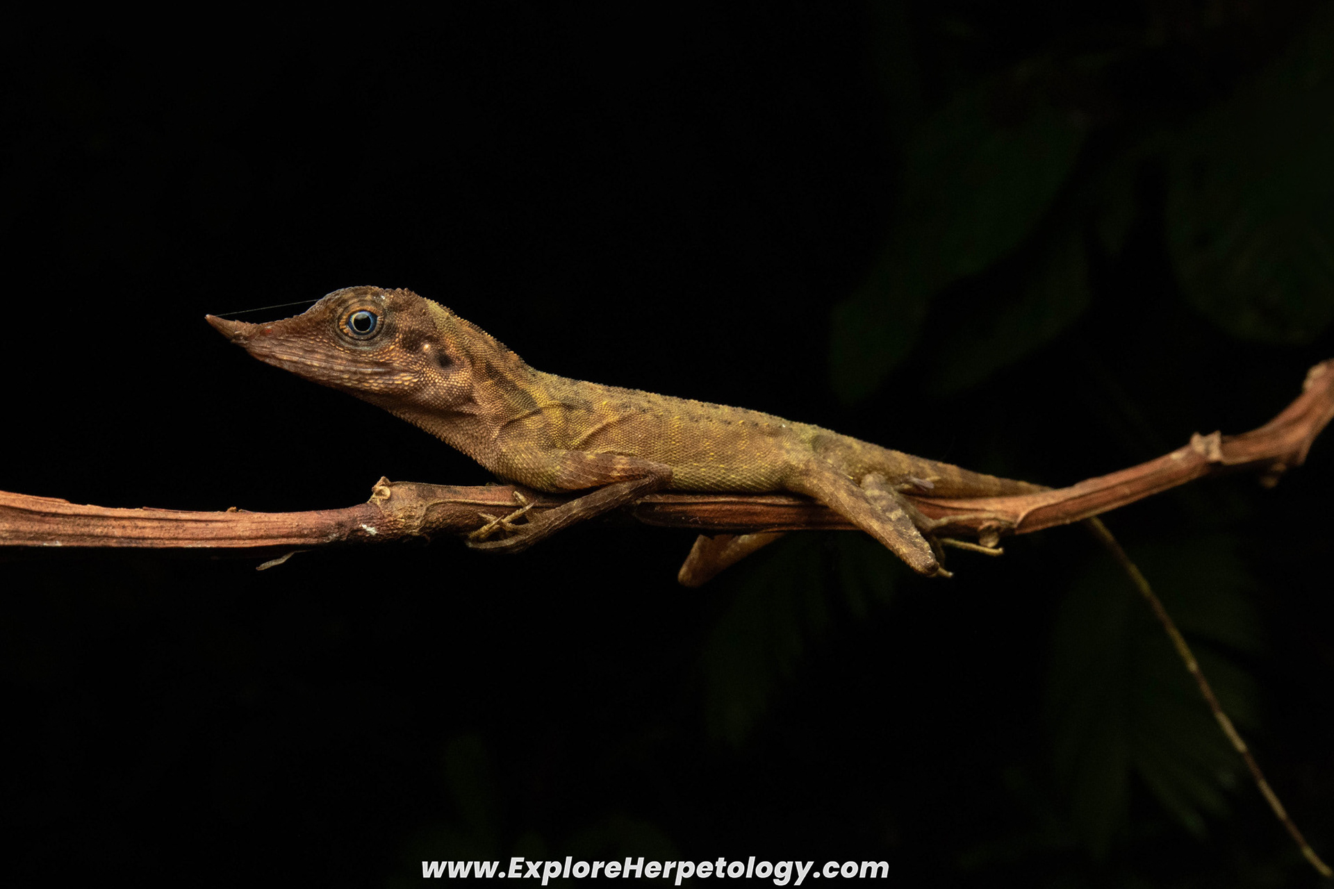 Undescribed Harpesaurus species.