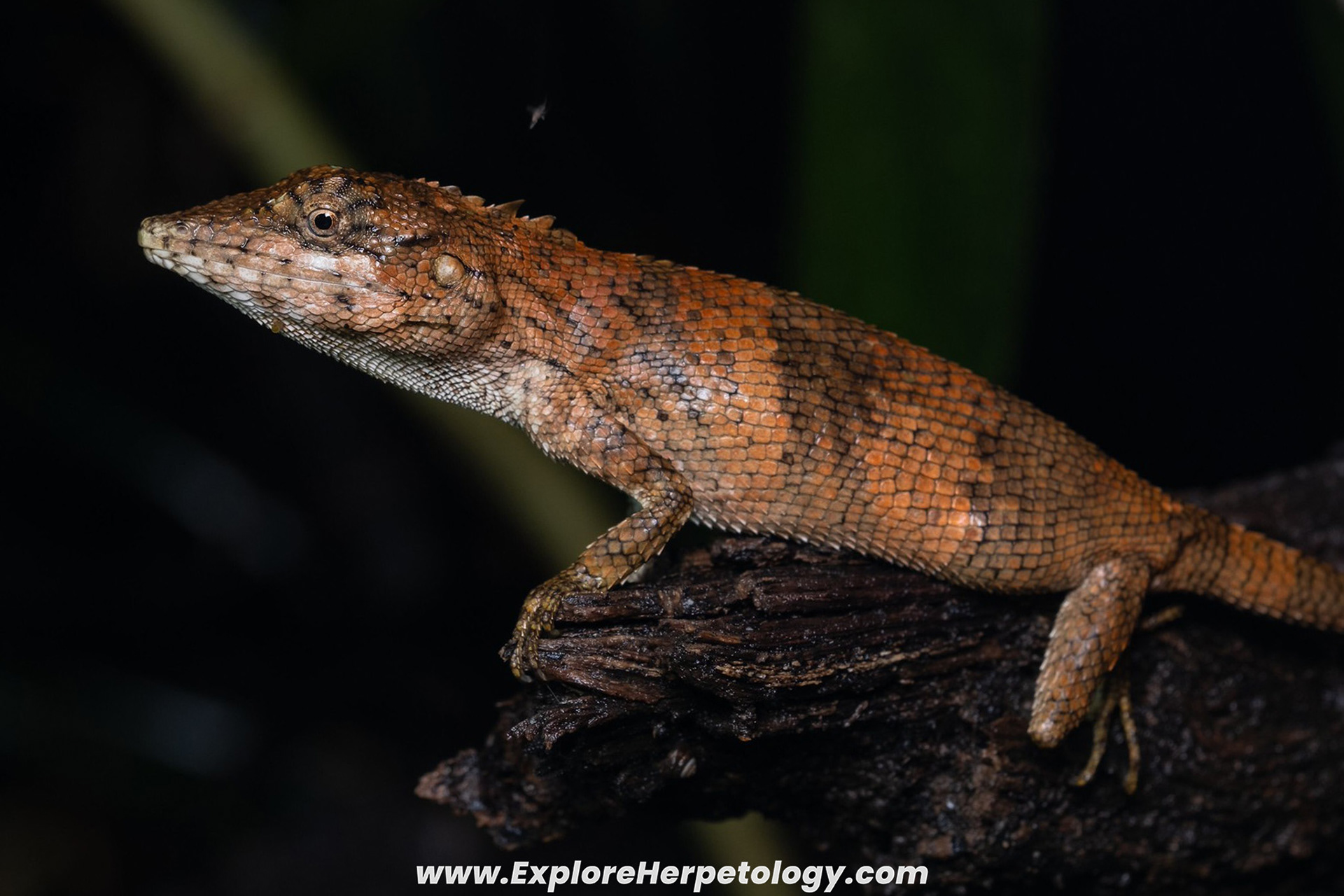 Flower's false-bloodsucker (Pseudocalotes floweri).