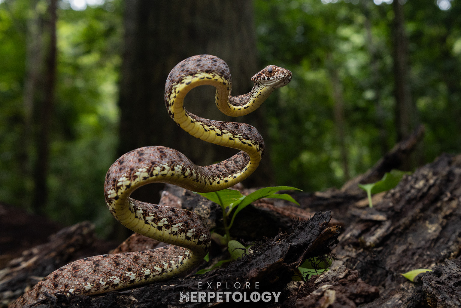 Jasper cat snake (Boiga jaspidea)
