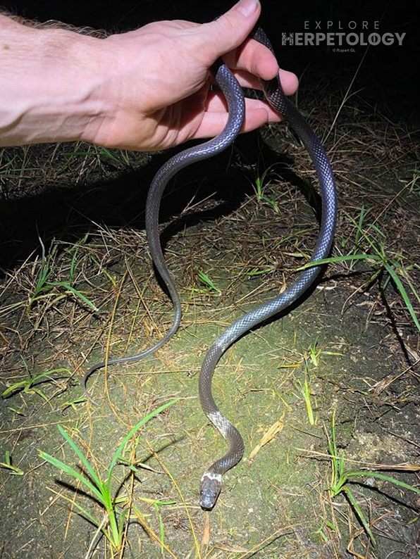 Malayan wolf snake (Lycodon subcinctus).