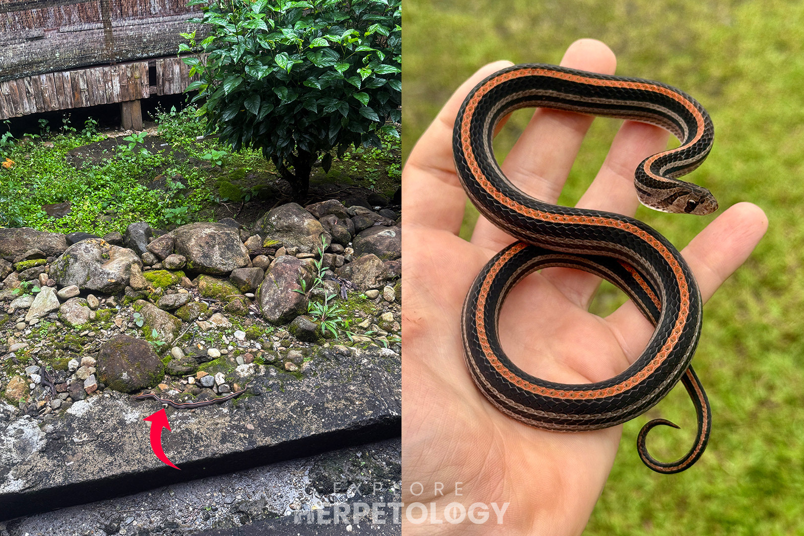 In-situ & in-hand.