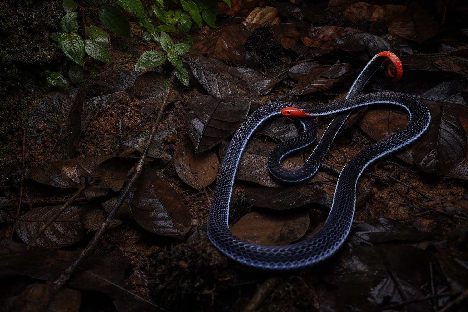 Blue coral snake (Calliophis bivirgata)