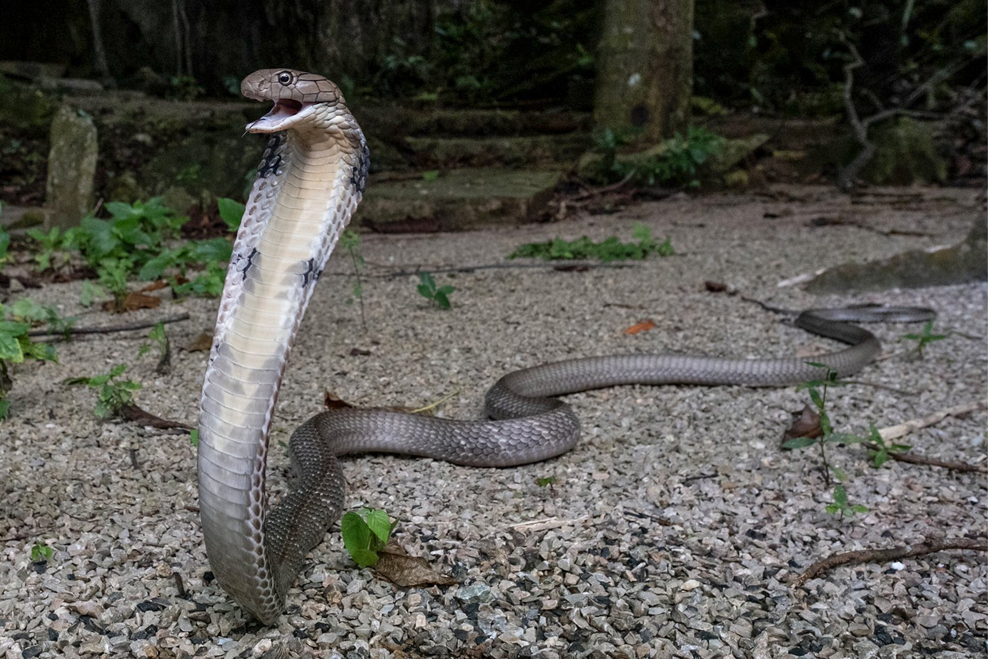 Sunda king cobra (Ophiophagus bungarus)