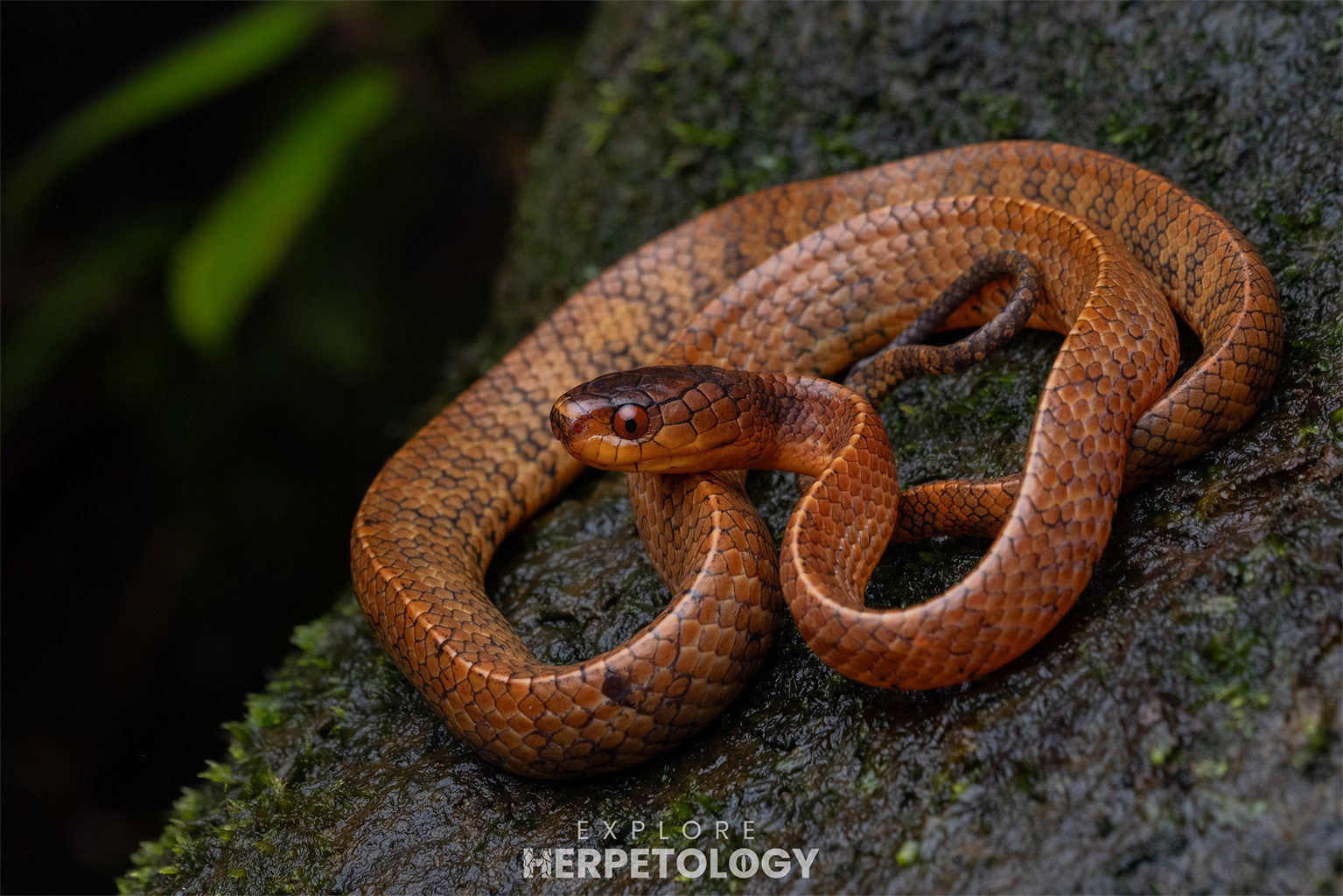 Sumatran slug snake (Asthenodipsas tropidonotus)