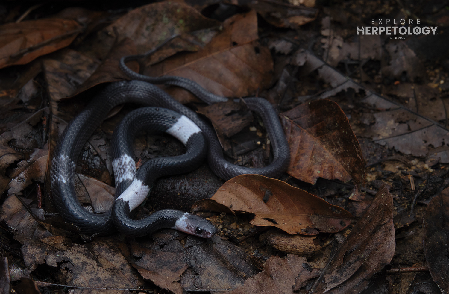White-banded wolf snake (Lycodon subcinctus)