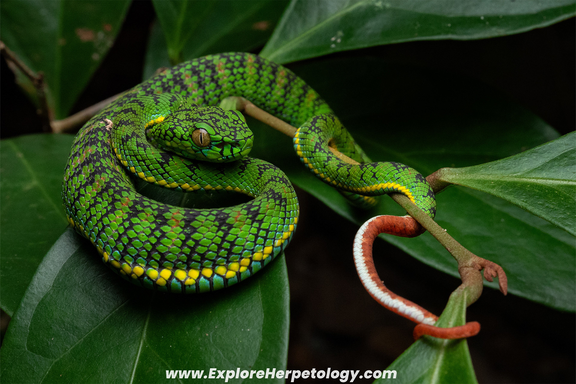 Juvenile Schultze's pit viper (Trimeresurus schultzei).