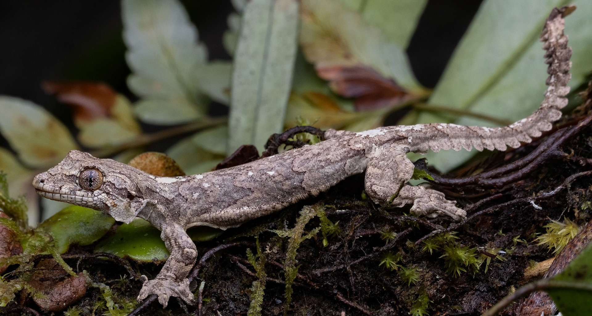 Malaysian parachute gecko (Gekko cicakterbang).
