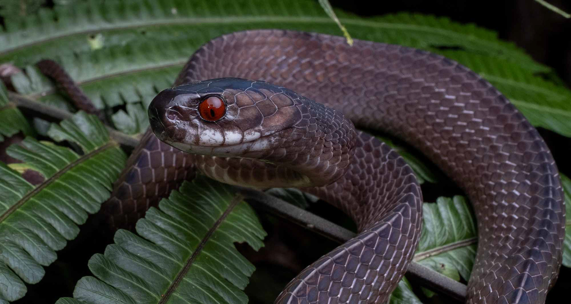 Mirkwood forest slug snake (Asthenodipsas lasgalenensis).