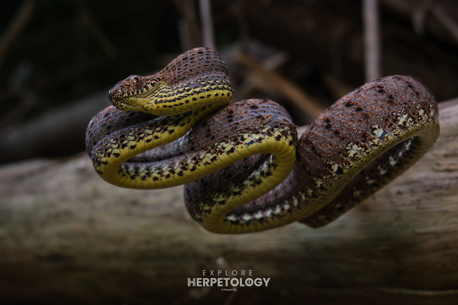 Jasper cat snake (Boiga jaspidea)