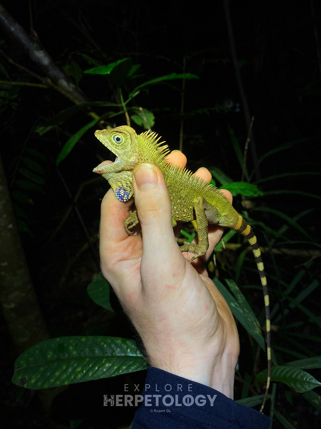 Bell's angle-headed lizard (Gonocephalus belli)