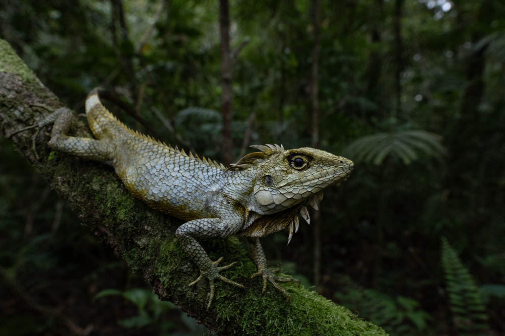 Kinabalu crested dragon (Hypsicalotes kinabaluensis) from Borneo.