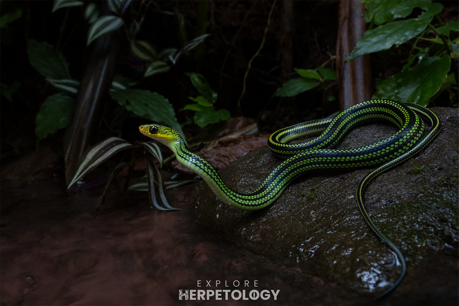 Black-striped green rat snake (Ptyas nigromarginata) - juvenile
