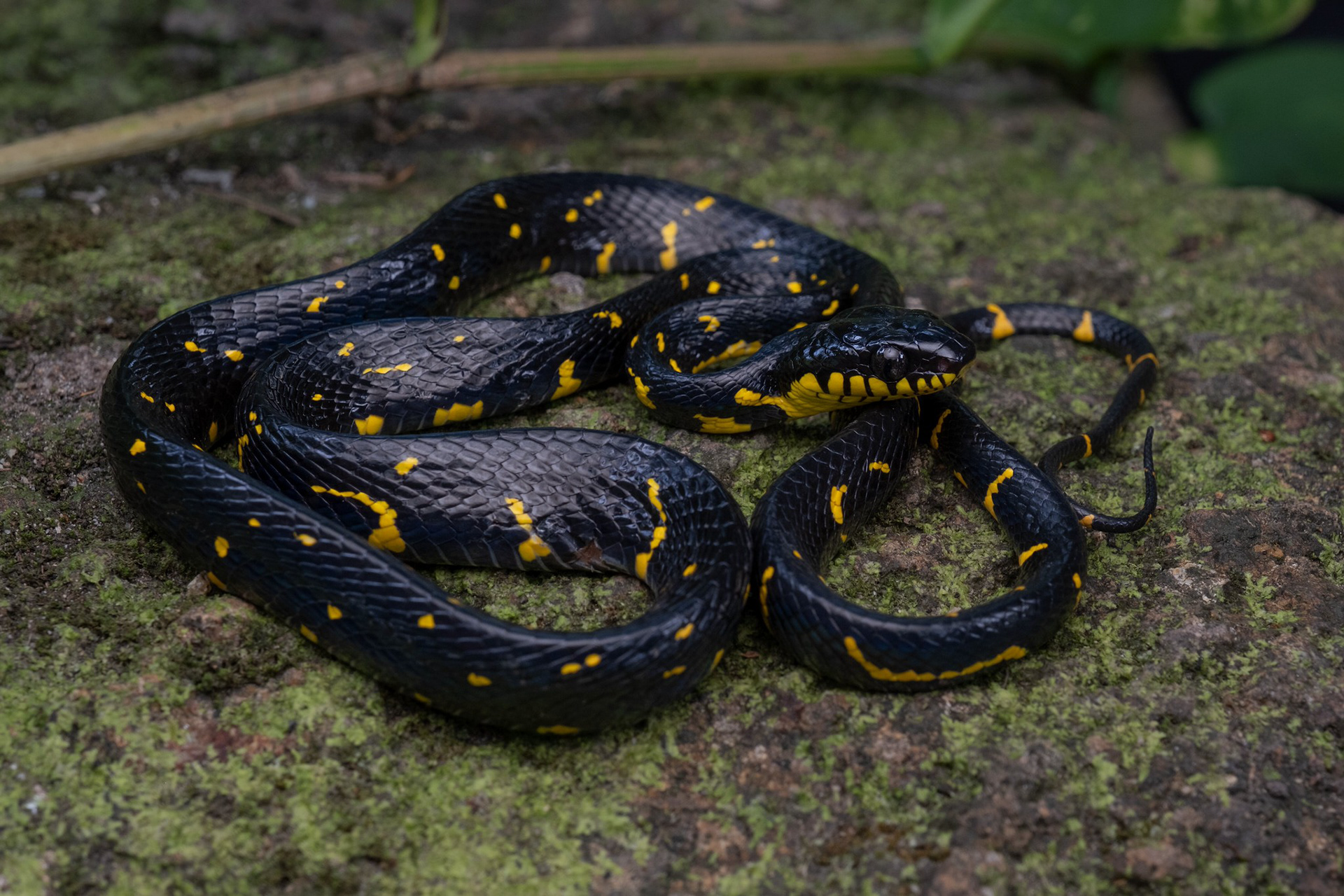 Aberrant mangrove cat snake (Boiga melanota)