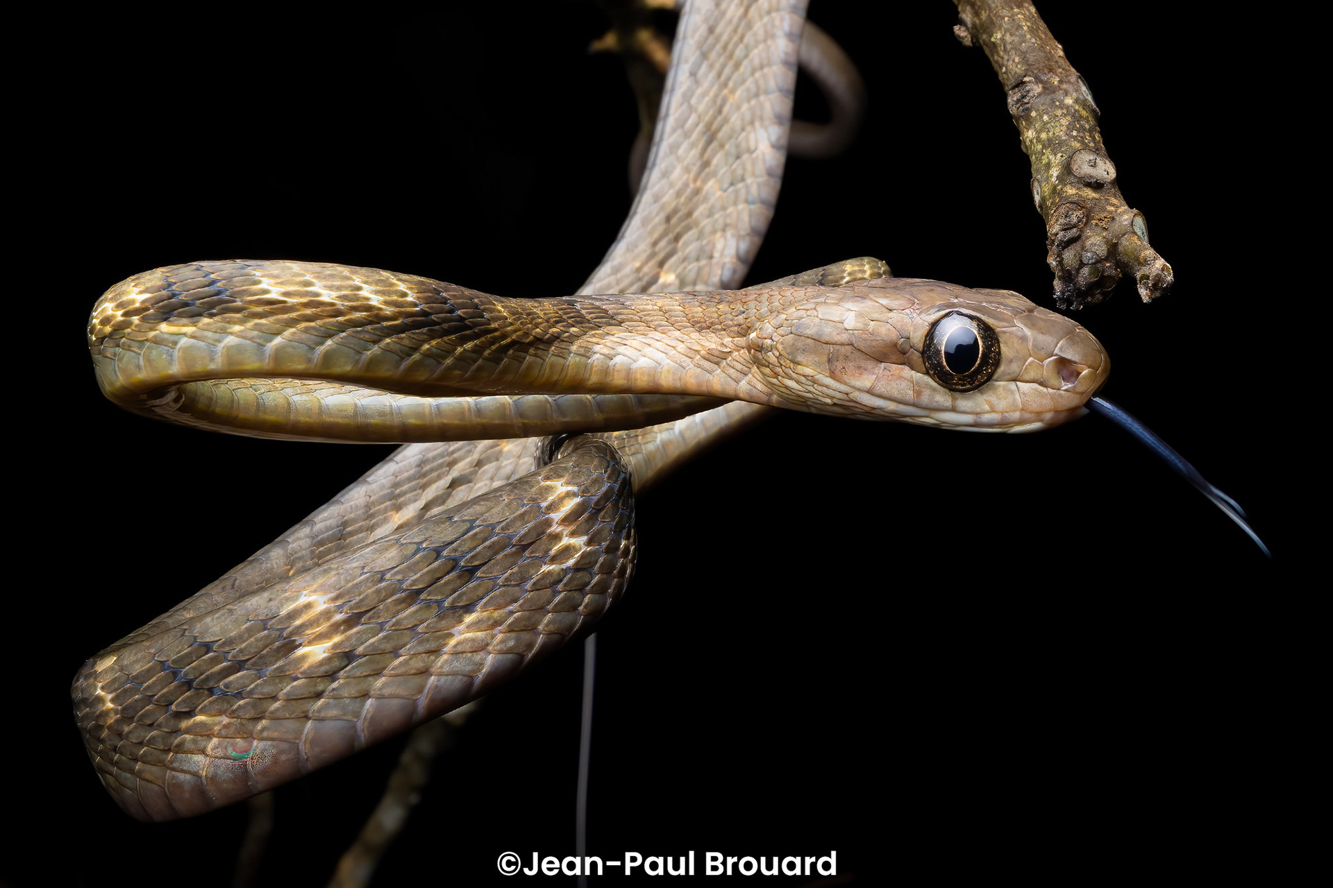 Guangxi cat snake (Boiga guangxiensis).