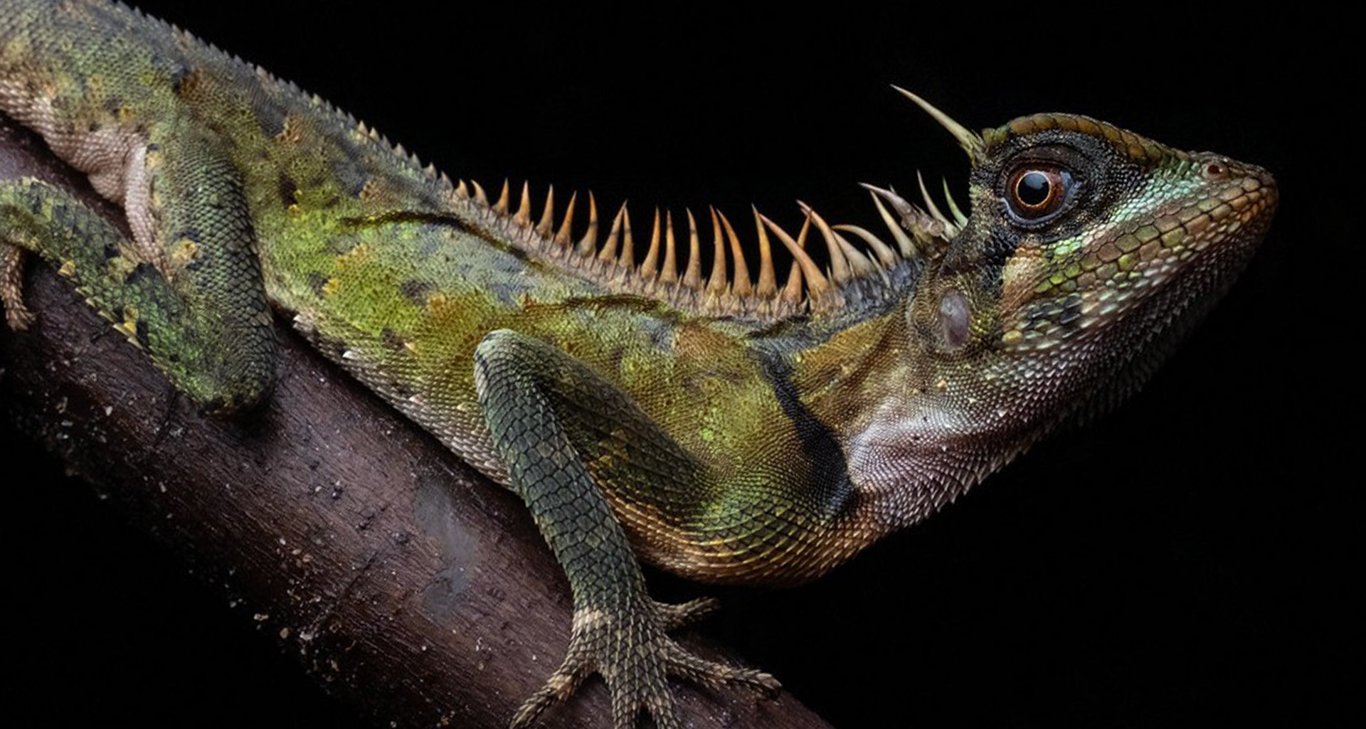 Armoured horned dragon (Acanthosaura armata).