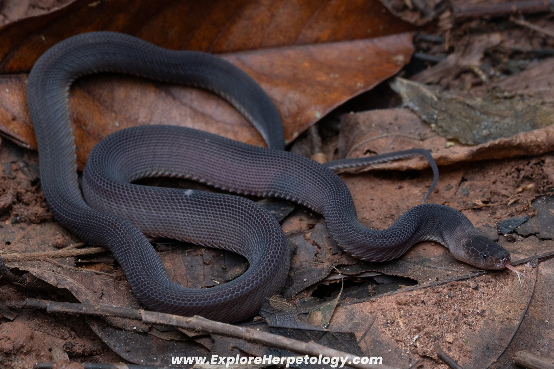 Laotian bearded snake (Parafimbrios lao).