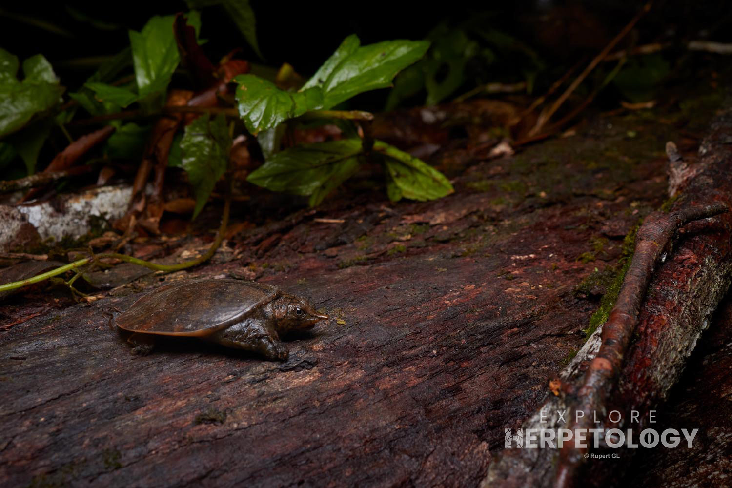 Malayan soft-shelled turtle (Dogania subplana)