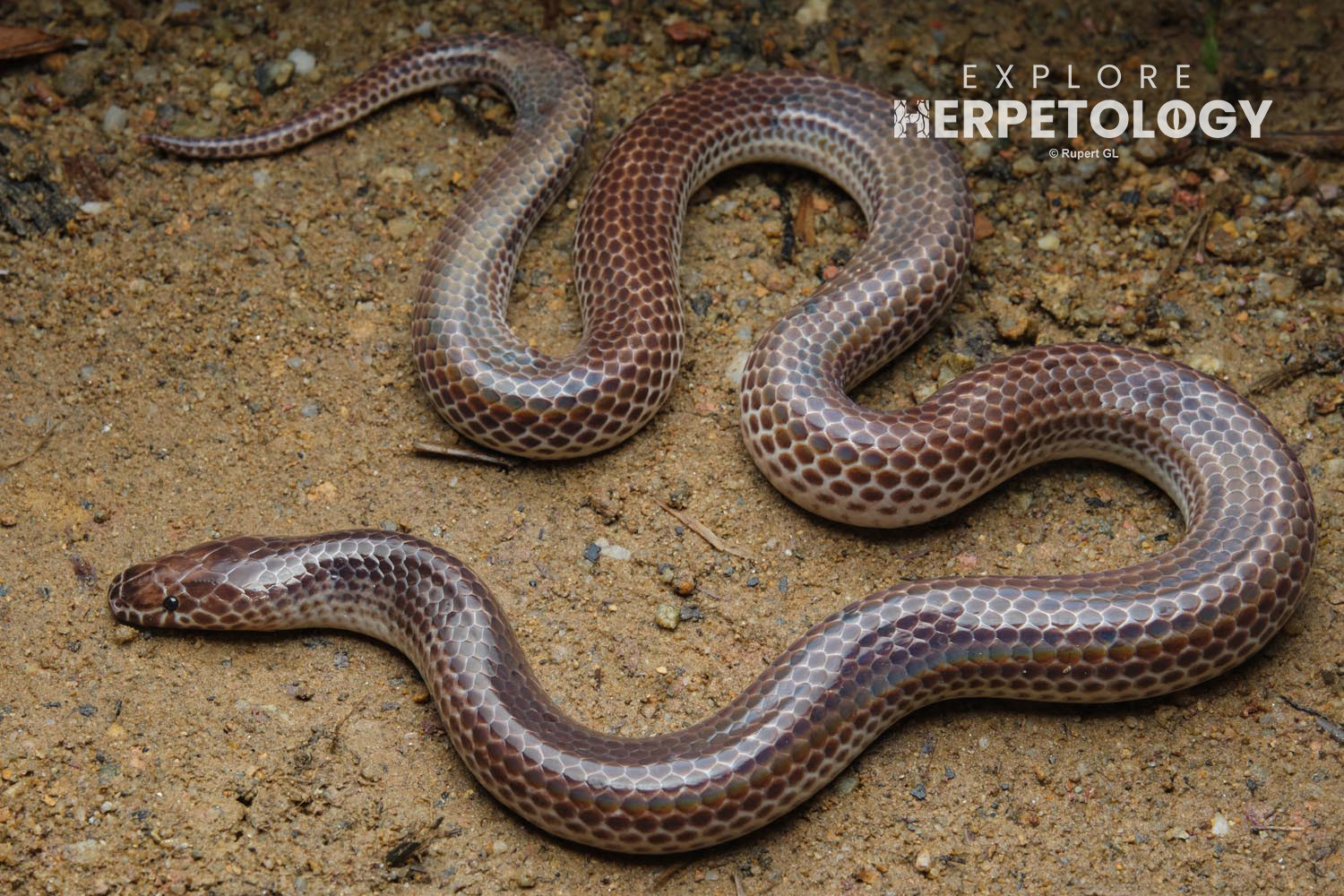 Sunbeam snake (Xenopeltis unicolor)
