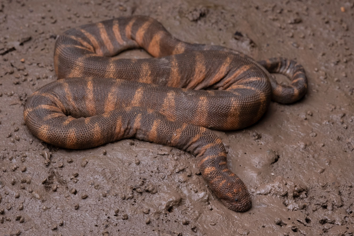 Marine file snake (Acrochordus granulatus)